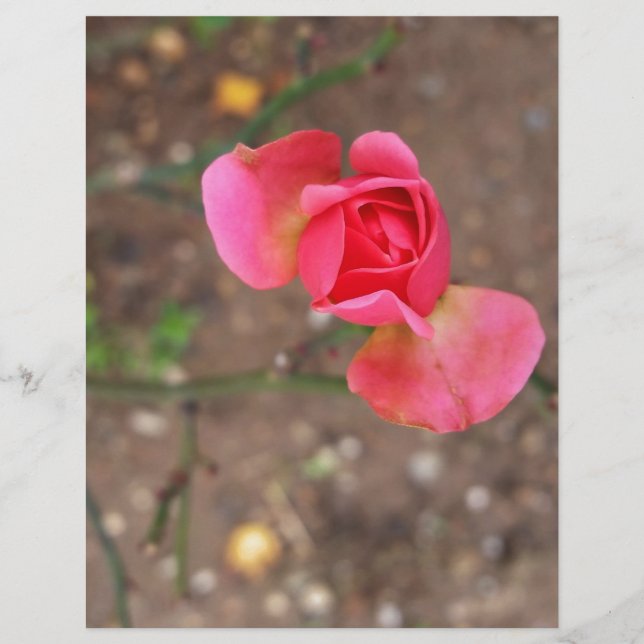 Ein Rosebud im November (Vorderseite)