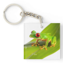 Ein Rotaugen-Laubfrosch