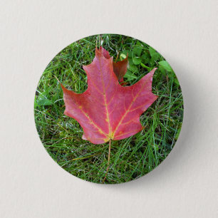 Ein roter Ahornleder auf Gras Button