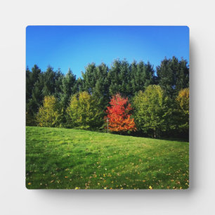 Ein Roter Baum Fotoplatte