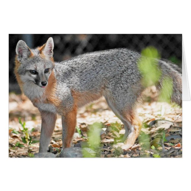 Ein roter Fuchs (Vorderseite (Horizontal))