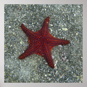 Ein roter Starfish Galapagos, Equador Poster