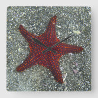 Ein roter Starfish | Galapagos, Equador