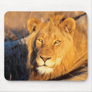 Ein rotmähniger Löwe, der in die Kamera schaut. Mousepad