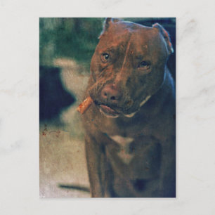 Ein Rotnasen-Pitbull kauen ein Zigar Postkarte