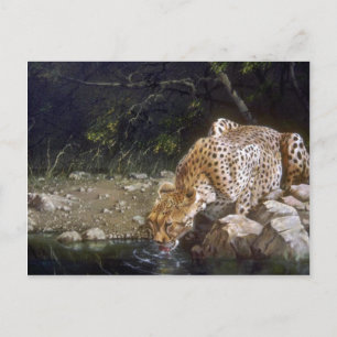 Ein ruhiges Getränk, Cheetah Postkarte
