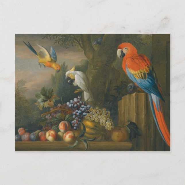 Ein ruhiges Leben mit Früchten, Papageien und Kaka Postkarte (Vorderseite)