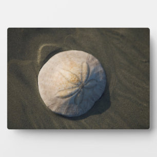 Ein Sand Dollar am Strand Fotoplatte