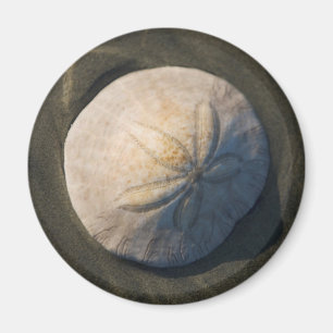 Ein Sand-Dollar auf dem Strand Magnet