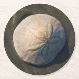 Ein Sand-Dollar auf dem Strand Runder Pappuntersetzer