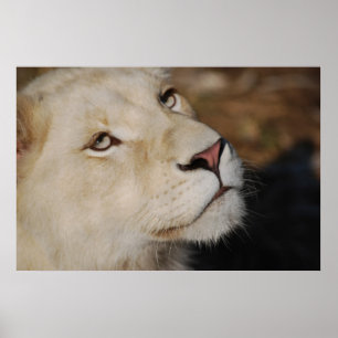 Ein sanfter Löwe steht Südafrika gegenüber Poster