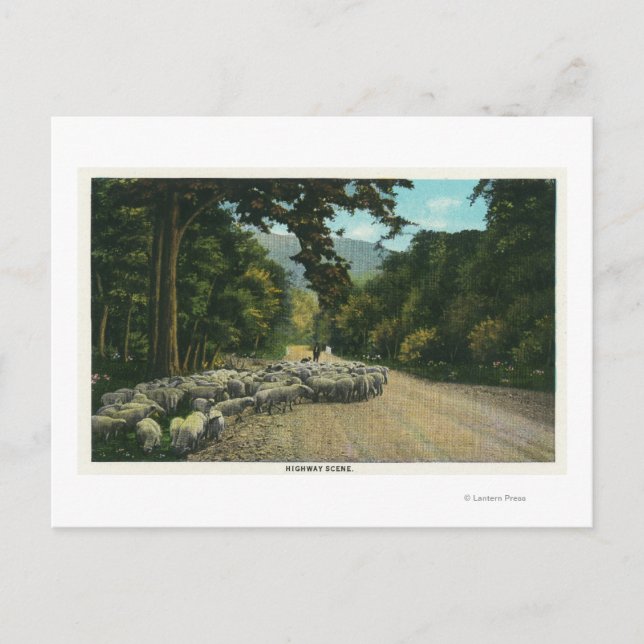 Ein Schäferhund führt Schafe auf einem Maine Highw Postkarte (Vorderseite)