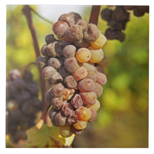 Ein schimmeliges Semillon-Traubenbündel bei Ch Ray Fliese