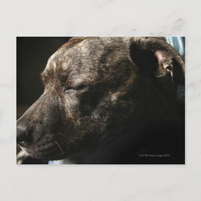 Ein schlafender Bullenhund Postkarte (Vorderseite)