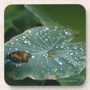 Ein Schmetterling auf einem Blatt mit Getränkeuntersetzer