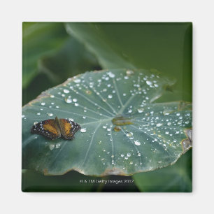Ein Schmetterling auf einem Blatt mit Magnet
