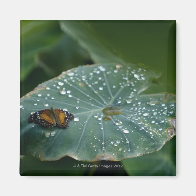 Ein Schmetterling auf einem Blatt mit Wassertröpfc Magnet (Vorne)