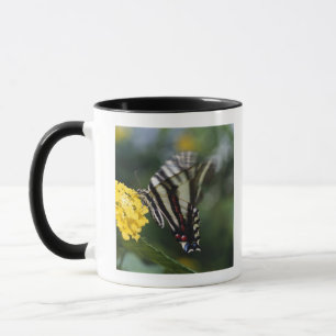 Ein Schmetterling, in der Familie von Fracks oder Tasse