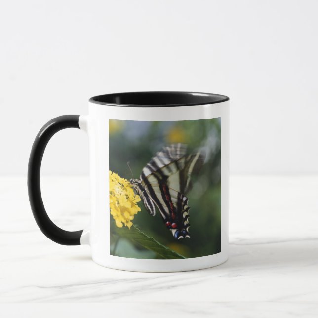 Ein Schmetterling, in der Familie von Fracks oder Tasse (Links)