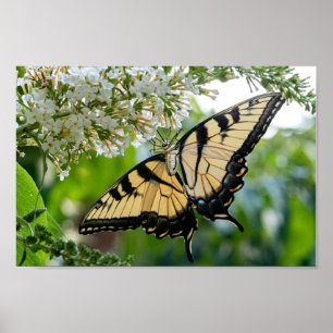 Ein Schmetterling mit gelben und schwarzen Flügeln Poster