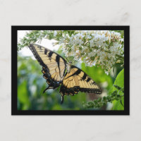 Ein Schmetterling mit gelben und schwarzen Flügeln