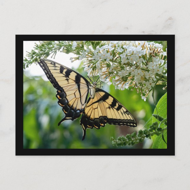 Ein Schmetterling mit gelben und schwarzen Flügeln Postkarte (Vorderseite)