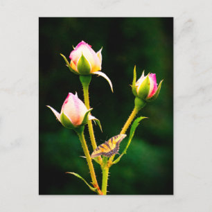 Ein Schmetterling und Rose Postkarte