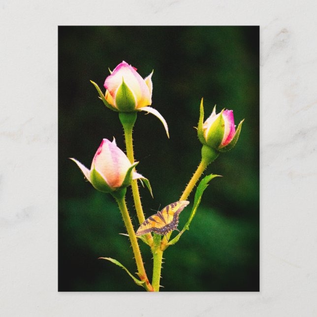 Ein Schmetterling und Rose Postkarte (Vorderseite)