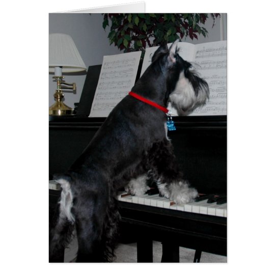 Ein Schnauzer am Klavier Karte