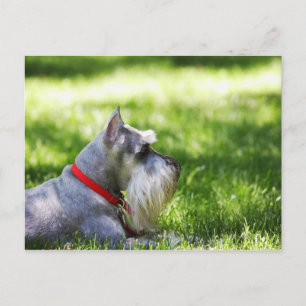 Ein Schnauzer, der im Gras liegt Postkarte