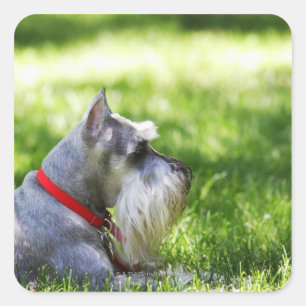 Ein Schnauzer, der im Gras liegt Quadratischer Aufkleber