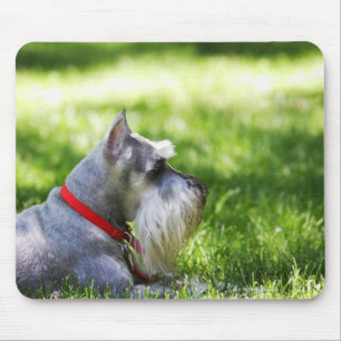 Ein Schnauzer, der in das Gras legt Mousepad