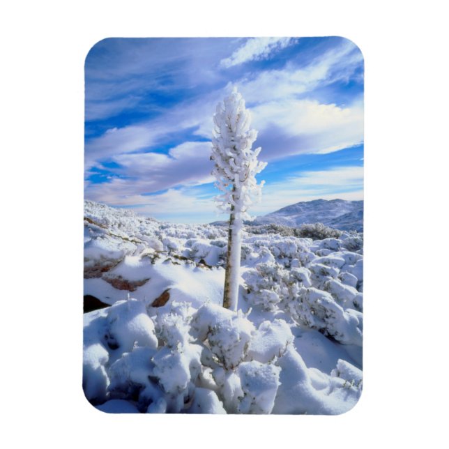 Ein schneebedeckter Yucca Magnet (Vertikal)