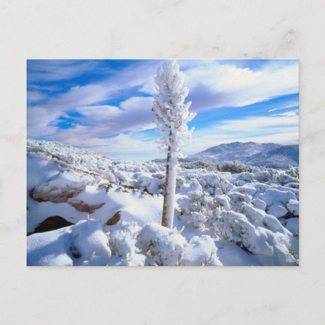 Ein schneebedeckter Yucca Postkarte (Vorderseite)
