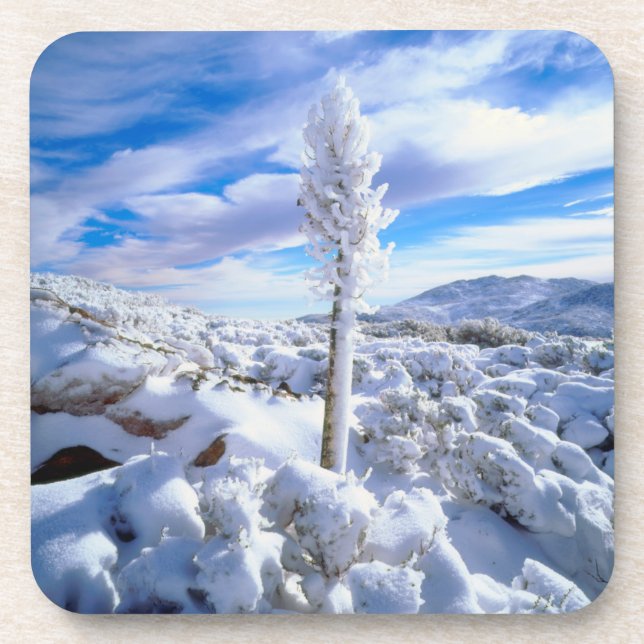 Ein schneebedeckter Yucca Untersetzer (Vorderseite)