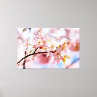 Ein schöner Haufen Sakura-Blume im rosa Hintergrun