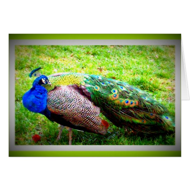 Ein schöner Pfau (Vorderseite (Horizontal))