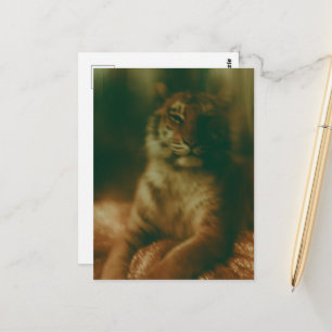 Ein schöner Tiger in einem Kleid Postkarte