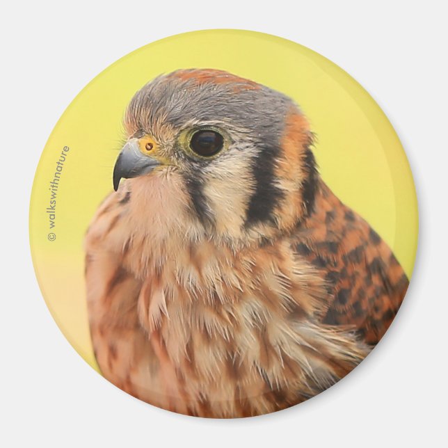 Ein schönes amerikanisches Kestrel Magnet (Vorne)