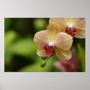 Ein schönes Paar Poster