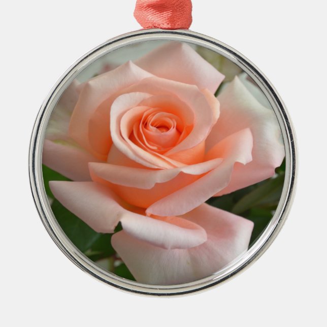 Ein schönes rosa Rose Premium Rund Ornament (Vorne)