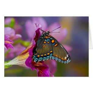 Ein Schwalbenschwanz-Schmetterling