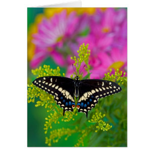 Ein Schwalbenschwanz-Schmetterling landet