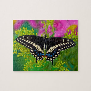 Ein Schwalbenschwanz-Schmetterling landet