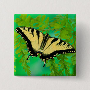 Ein Schwalbenschwanz Schmetterling landet Button