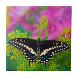Ein Schwalbenschwanz-Schmetterling landet Fliese