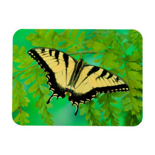 Ein Schwalbenschwanz Schmetterling landet Magnet