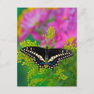 Ein Schwalbenschwanz-Schmetterling landet Postkarte