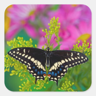 Ein Schwalbenschwanz-Schmetterling landet Quadratischer Aufkleber