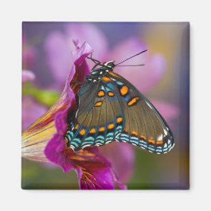 Ein Schwalbenschwanz Schmetterling Magnet